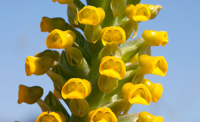Corycium crispum 