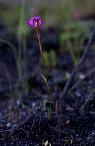 Disperis capensis