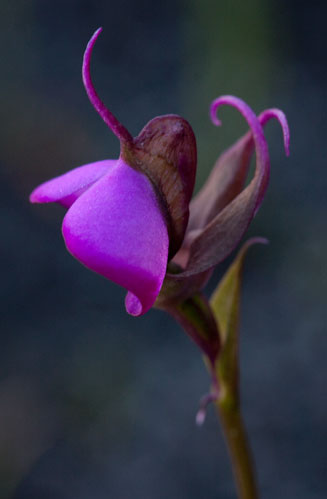 Disperis capensis