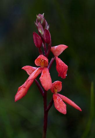Disa cardinalis