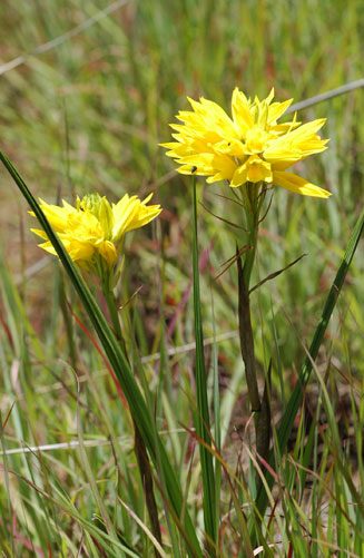 Eulophia ensata