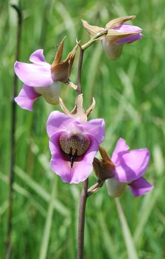Eulophia cucullata