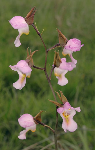 Eulophia cucullata
