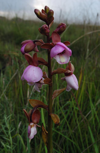 Eulophia latilabris