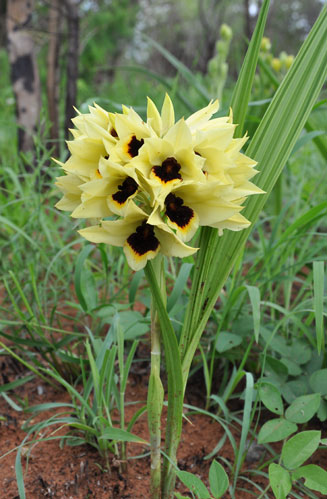 Eulophia welwitschii