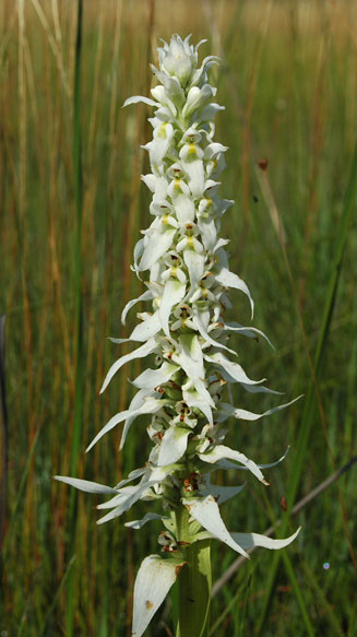 Satyrium trinerve