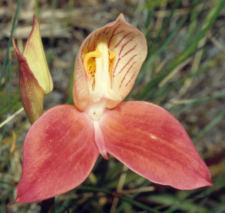 Disa uniflora