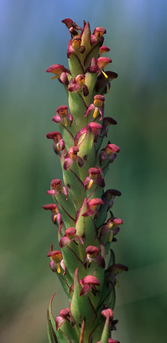 Disa densiflora  