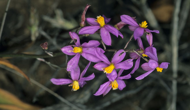 Cyanella hyacinthoides 