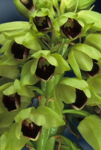 Eulophia foliosa 