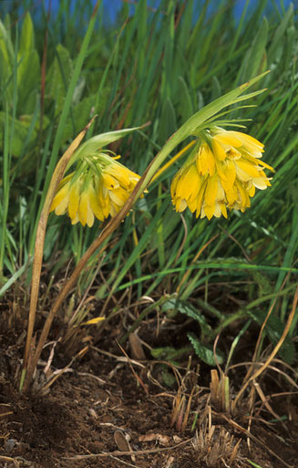 Eulophia leontoglossa 