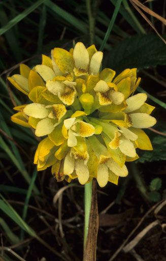 Eulophia leontoglossa 