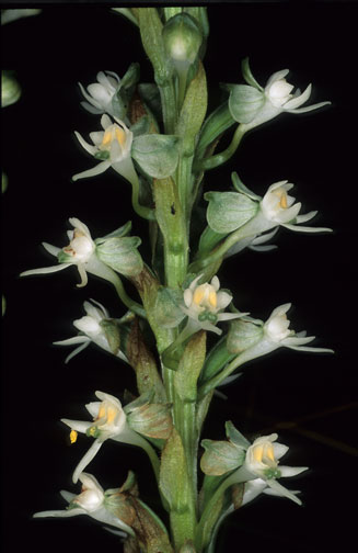 Habenaria dives 