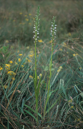 Habenaria dives 