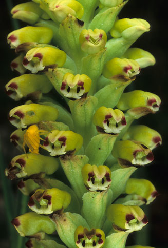 Corycium orobanchoides 