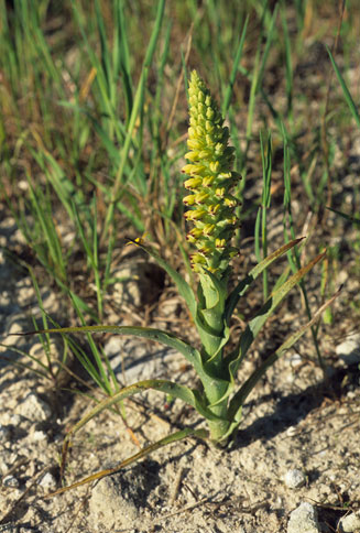 Corycium orobanchoides 