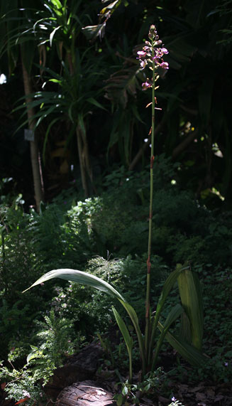 Eulophia horsfallii 
