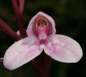 Disa tripetaloides 