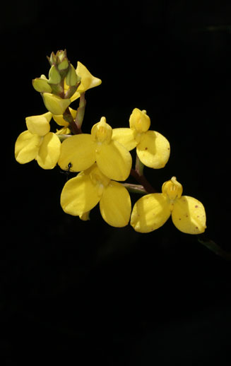 Disa aurata 
