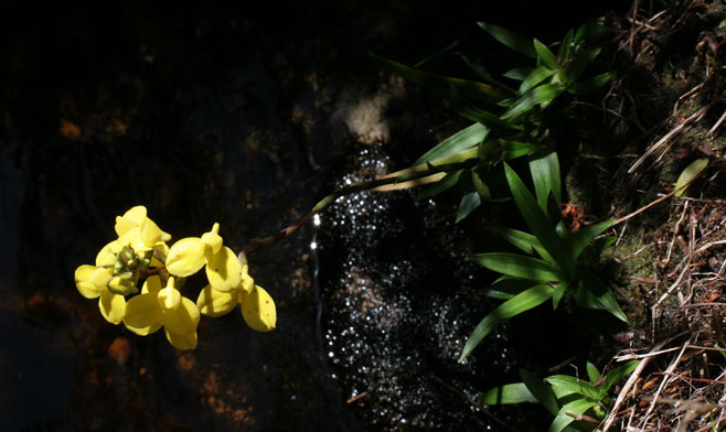 Disa aurata 