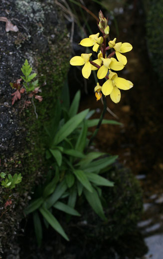 Disa aurata 