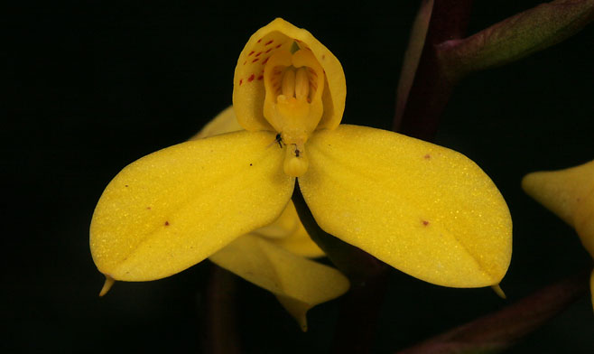 Disa aurata 