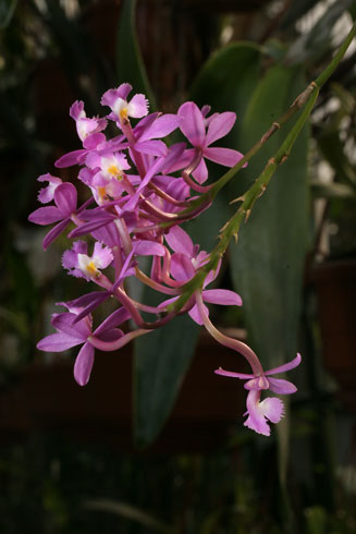 Epidendrum ibaguense