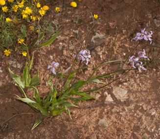 Cyanella orchidiformis 