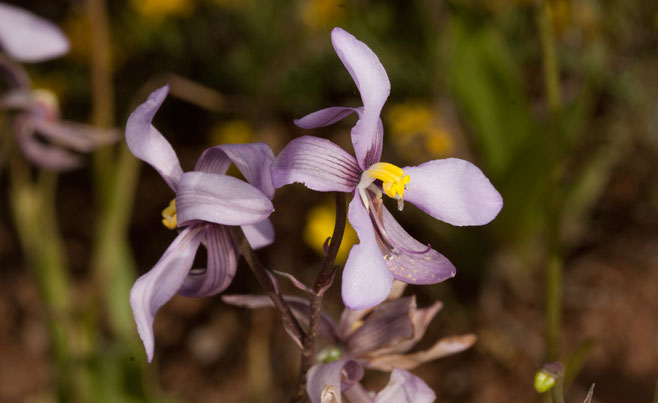 Cyanella orchidiformis 