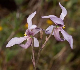 Cyanella orchidiformis 