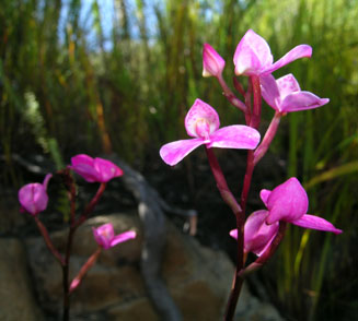 Disa tripetaloides 