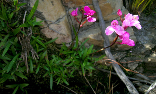 Disa tripetaloides 