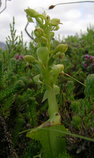 Satyrium odorum