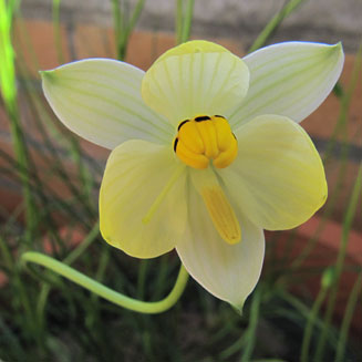 Cyanella alba 
