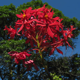 Epidendrum x obrenianum