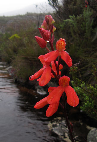 Disa cardinalis