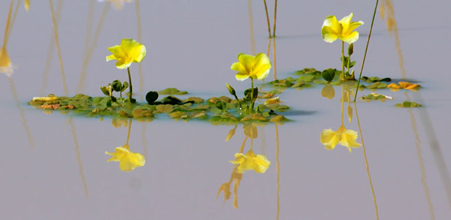 Oxalis disticha