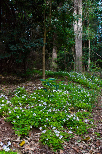 Oxalis incarnata