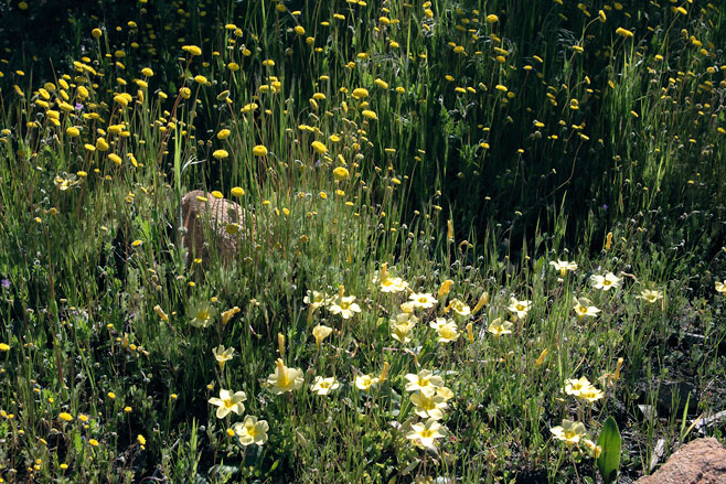 Oxalis dregei