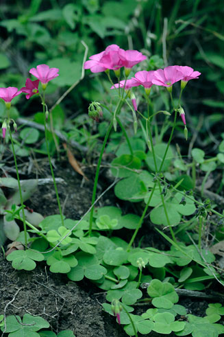 Oxalis latifolia