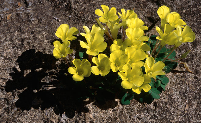 Oxalis purpurea