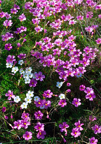 Oxalis polyphylla