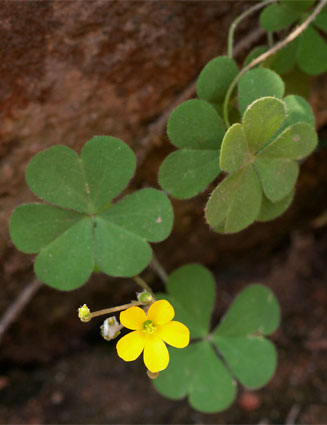 Oxalis corniculata