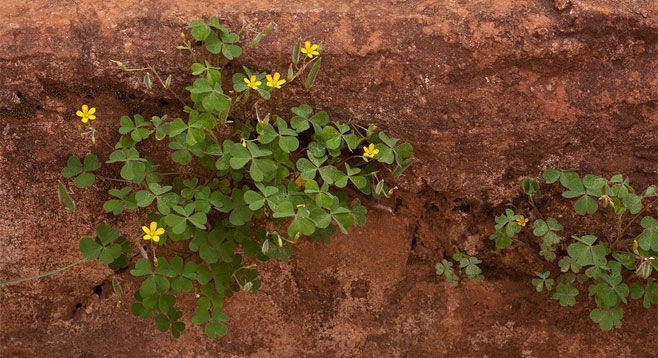 Oxalis corniculata