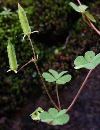 Oxalis corniculata