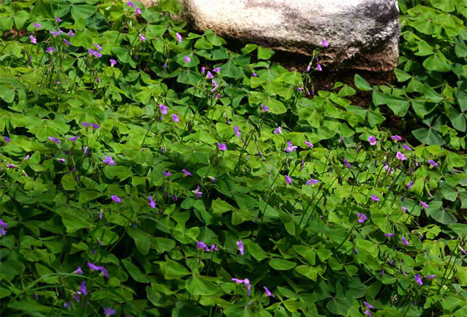 Oxalis latifolia