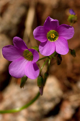 Oxalis latifolia