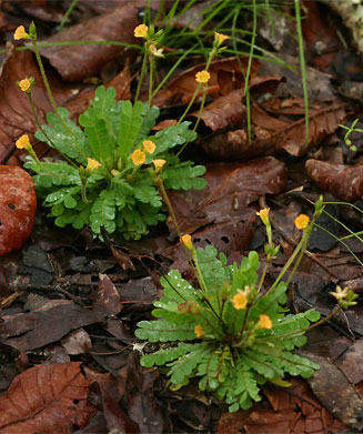 Biophytum petersianum