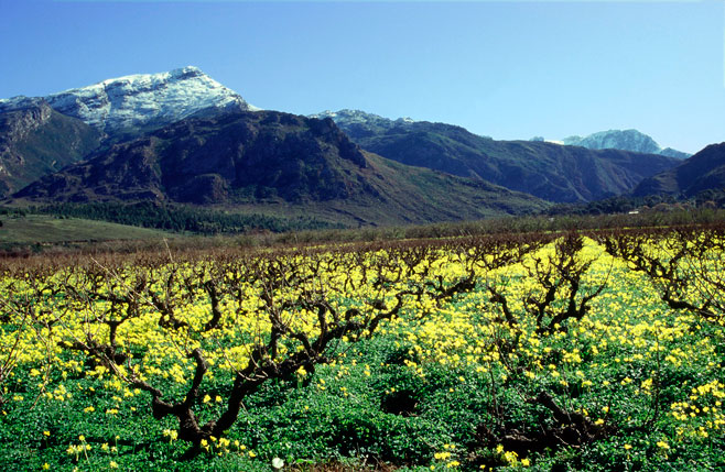 Oxalis pes-caprae (Cape sorrel)
