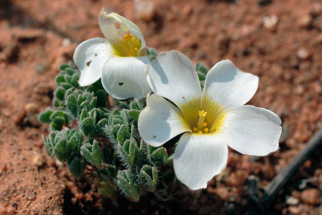 Oxalis senecta